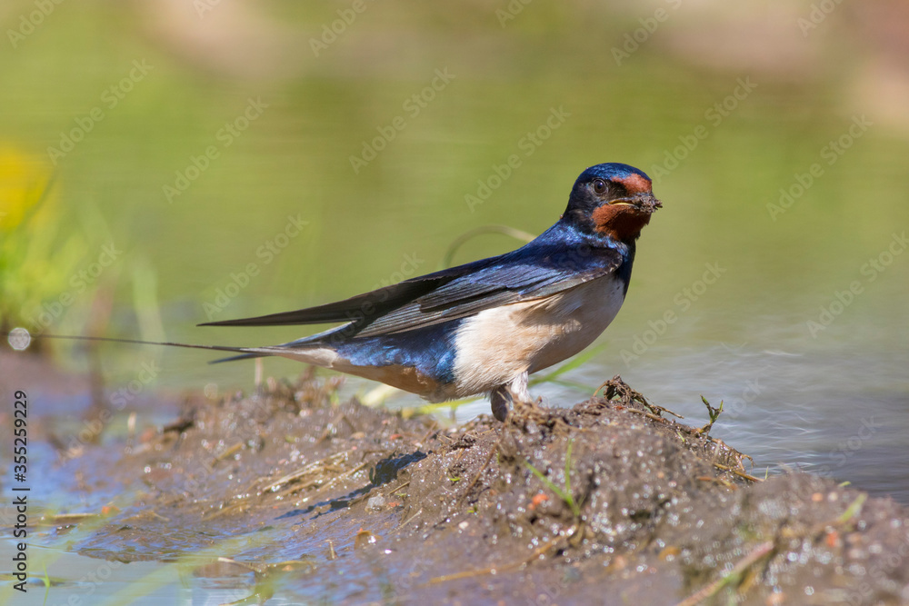 Swallow collects building material for the construction of a nest on the shore of a spring reservoir Swallow collects building material for the construction of a nest on the shore of a spring reservoir