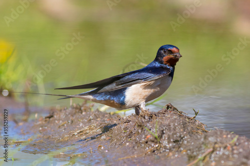 Swallow collects building material for the construction of a nest on the shore of a spring reservoir © Вячеслав Савин