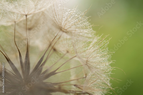 Nahaufnahme einer nassen Pusteblume