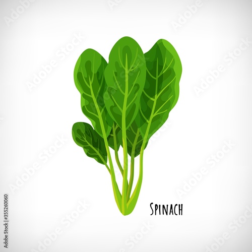 Spinach fresh juicy raw leaves isolated on white background. Green salad plant in flat style.