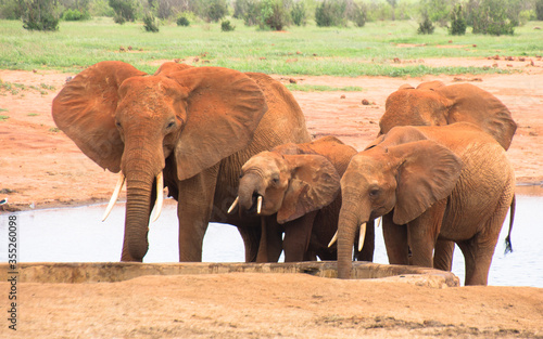 A Group of Elephants in Tsavo East NAtional Park