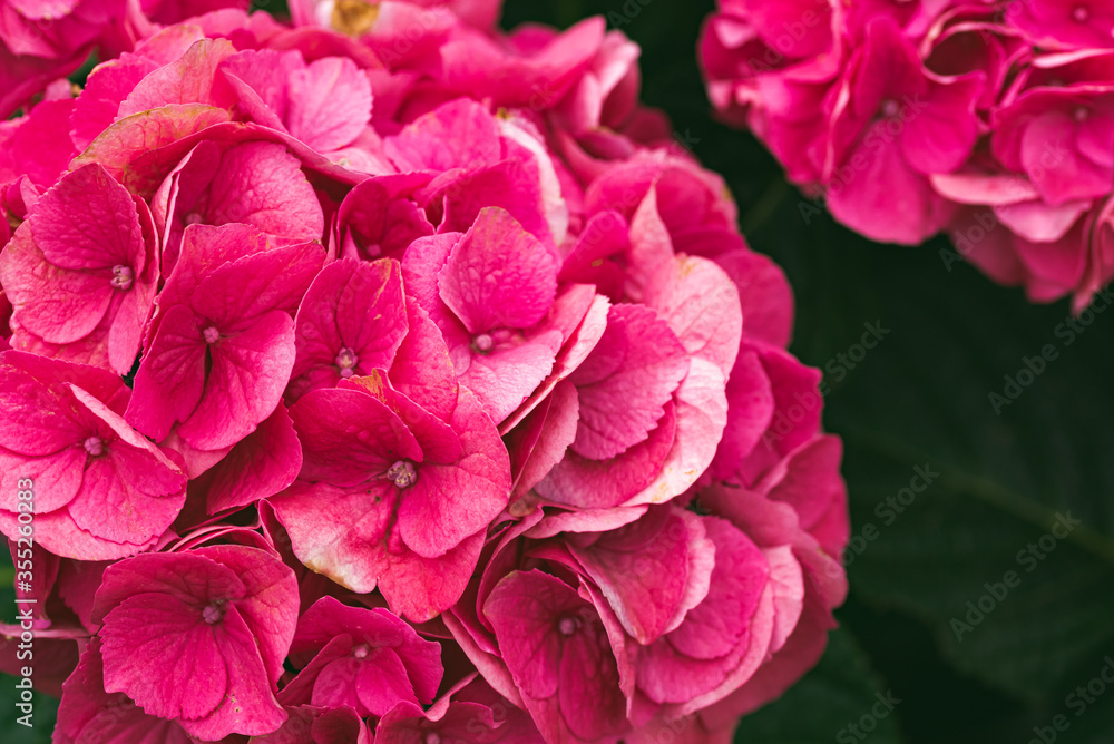 Summer Crush Bigleaf Hydrangea closup of garden flower Summer Crush Bigleaf Hydrangea closup of garden flower