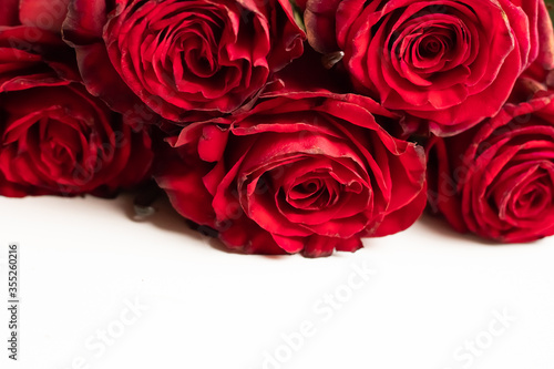 Buds of red roses on a white background. Plenty of room for text.