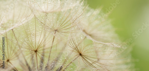 Nahaufnahme einer Pusteblume