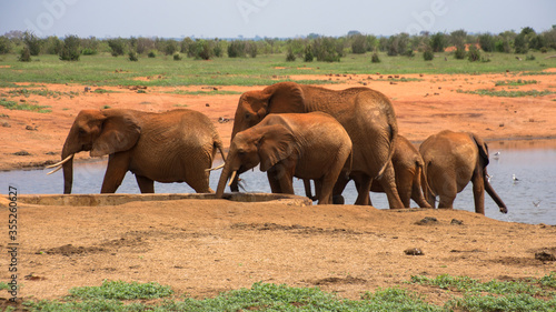 A Group of Elephants in Tsavo East NAtional Park