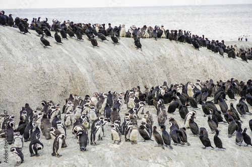 Pinguinkolonie am Boulders Beach in Kapstadt