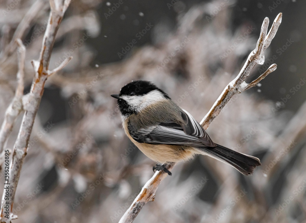 Naklejka premium Black-capped Chickadee in Winter