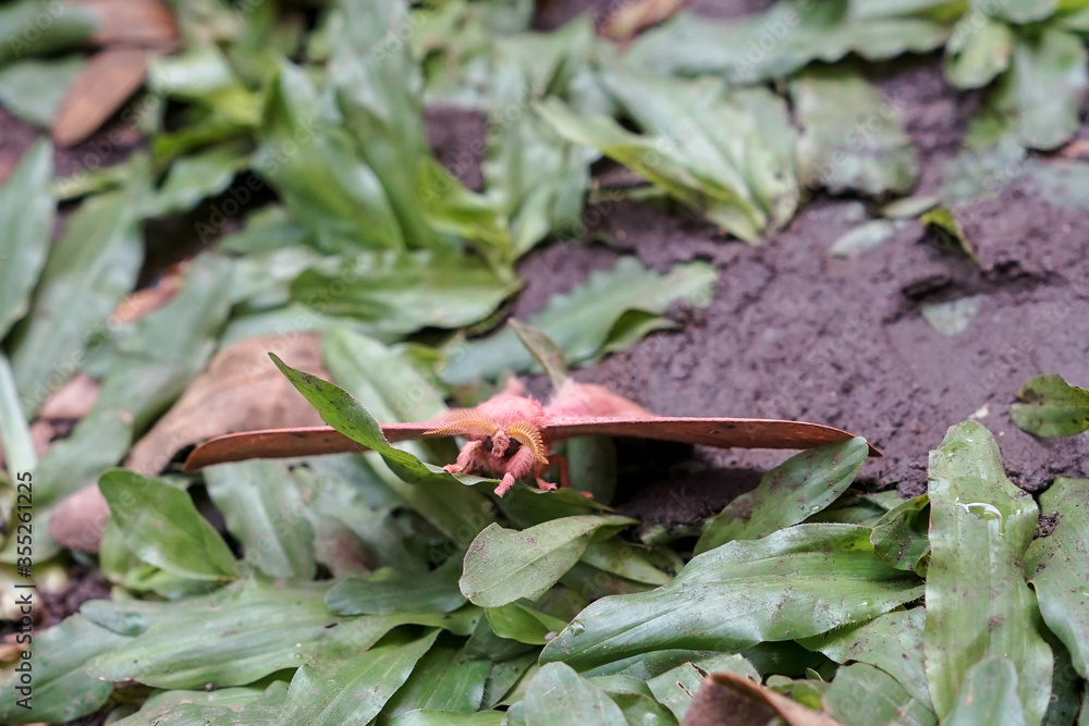 Foto de Emperor Gum Moth (Opodiphthera eucalypti) is a Australian moth