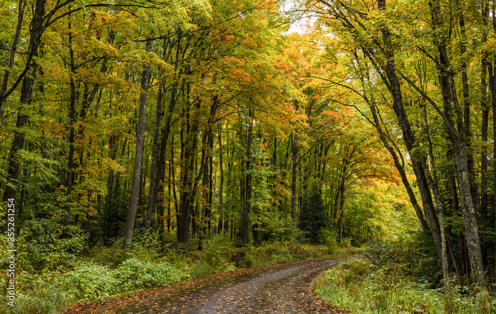 Obraz premium Road in a Green Forest