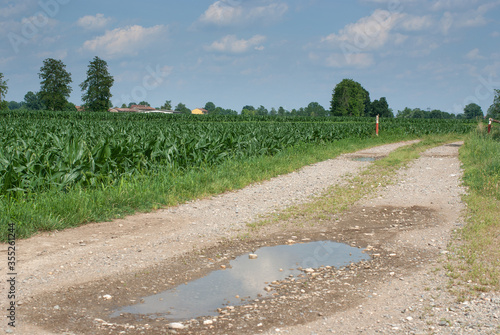 coltivazione di mais in campagna photo