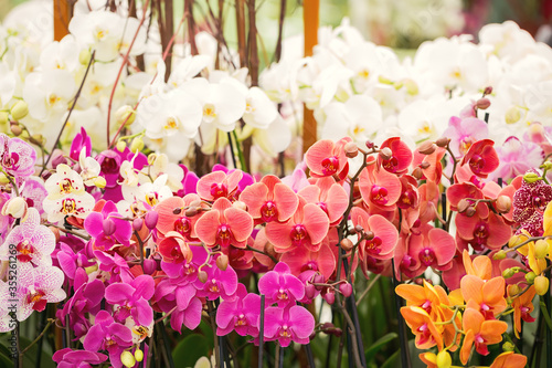 Close-up of colored orchids in a flowerpot / Exhibition Keukenhof Nitherlands