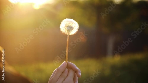 Blowing white fluffy dandelion in bright sunset light with natural summer background