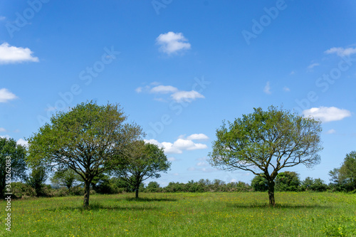 Les arbres et le ciel bleu