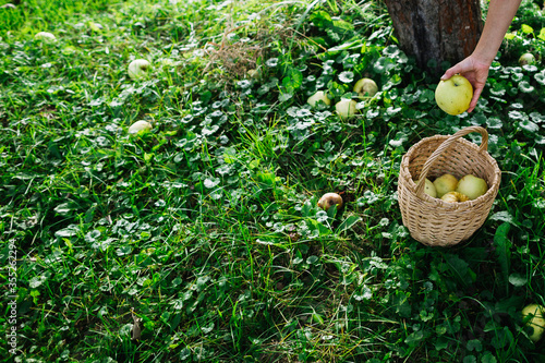 Ripe large green apples are put in baskets in the garden against the background of green juicy grass.
