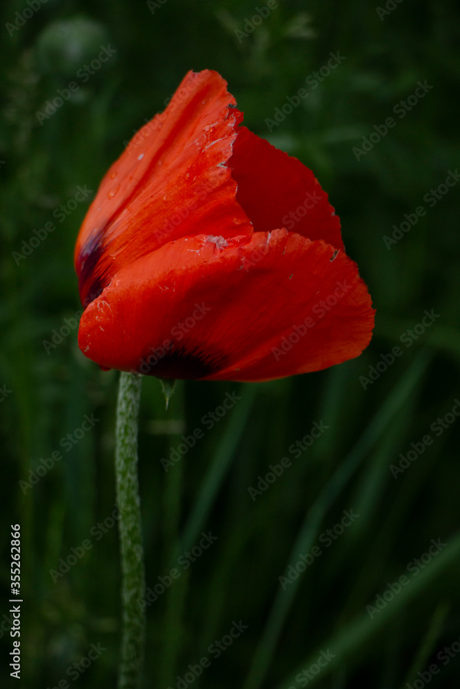 red poppy flower red poppy flower
