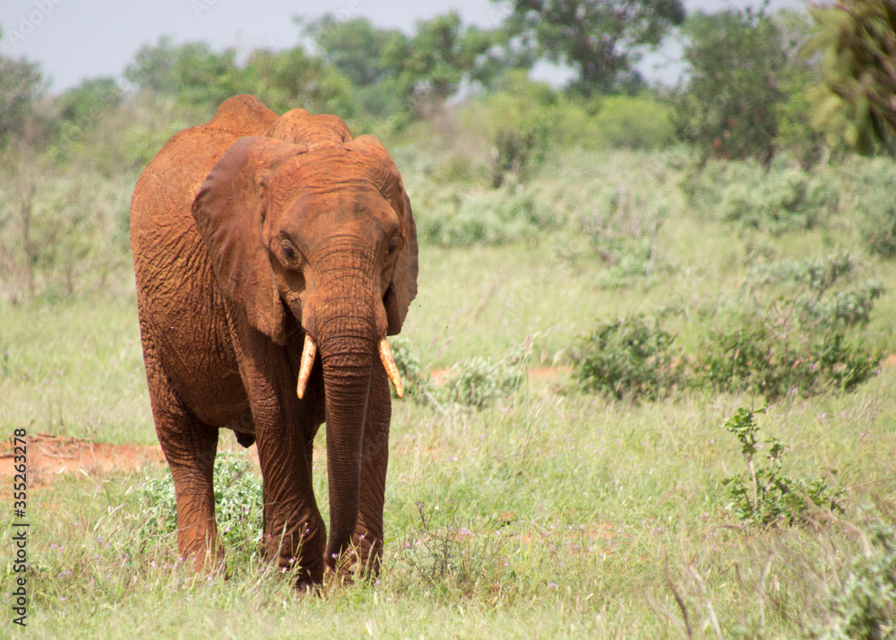 A Lone Elephant