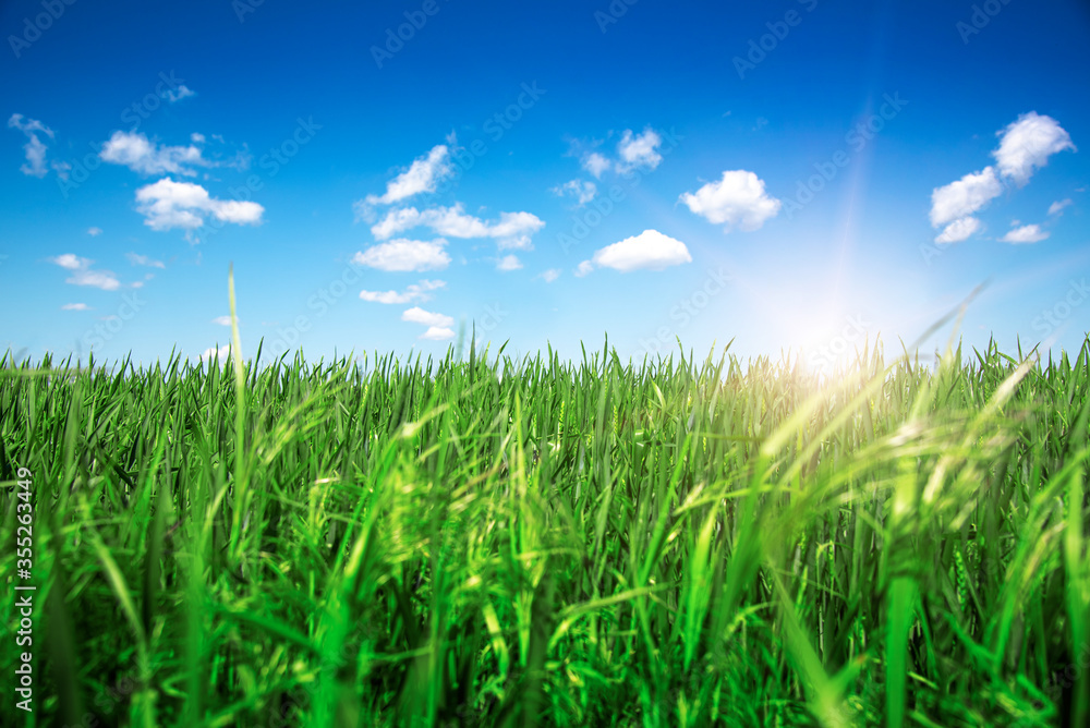 Field with grass against the blue sky and the sun.