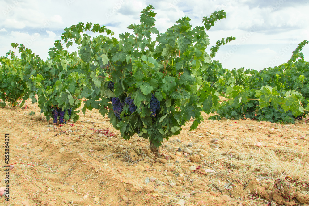 Photography of a Spanish vineyard in summer