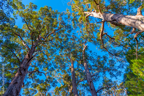 Ancient tingle forest at the valley of giants in Australia photo