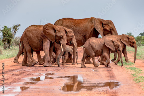 Canvas Print A Heard of Elephants Crossing The Road