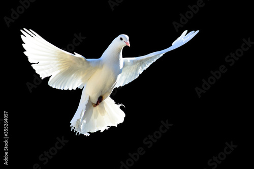 A free flying white dove isolated on a black background. The symbol of freedom. Peace. Mardin pigeon. Flying White Pigeon/Dove Isolated Background. peace day