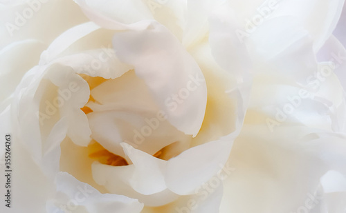 close up of white peony  rose