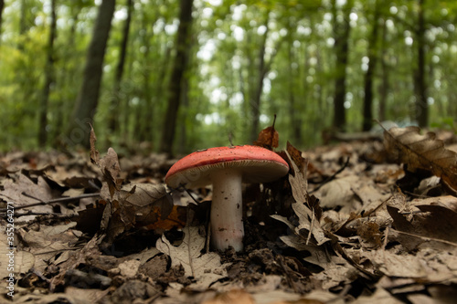 Russula emetica a poisnonus mushroom in a forest of central Europe.
