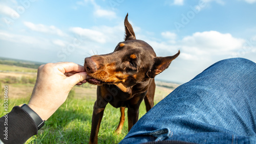 The viewer man feeds a brown Doberman Dobermann dog holds out his hand with delicious dog food in a green meadow on a clear sunny day. Horizontal orientation. 