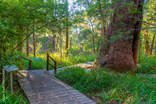 Ancient tingle forest at the valley of giants in Australia