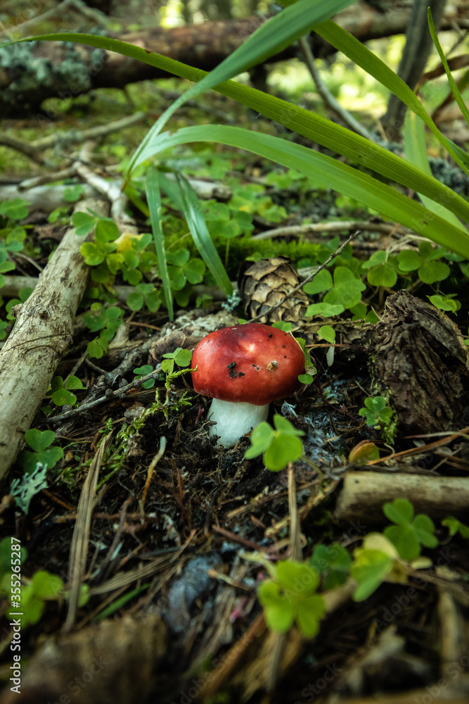 Russula emetica a poisnonus mushroom in a forest of central Europe. Russula emetica a poisnonus mushroom in a forest of central Europe.