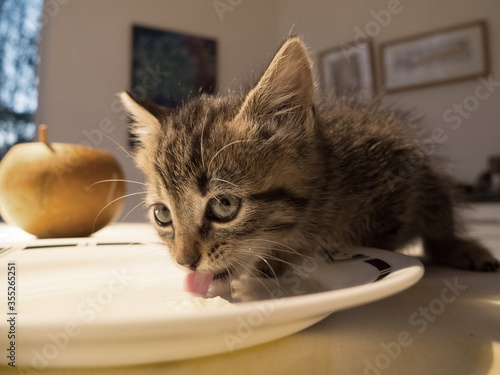 Cute kitty cat drinking milk