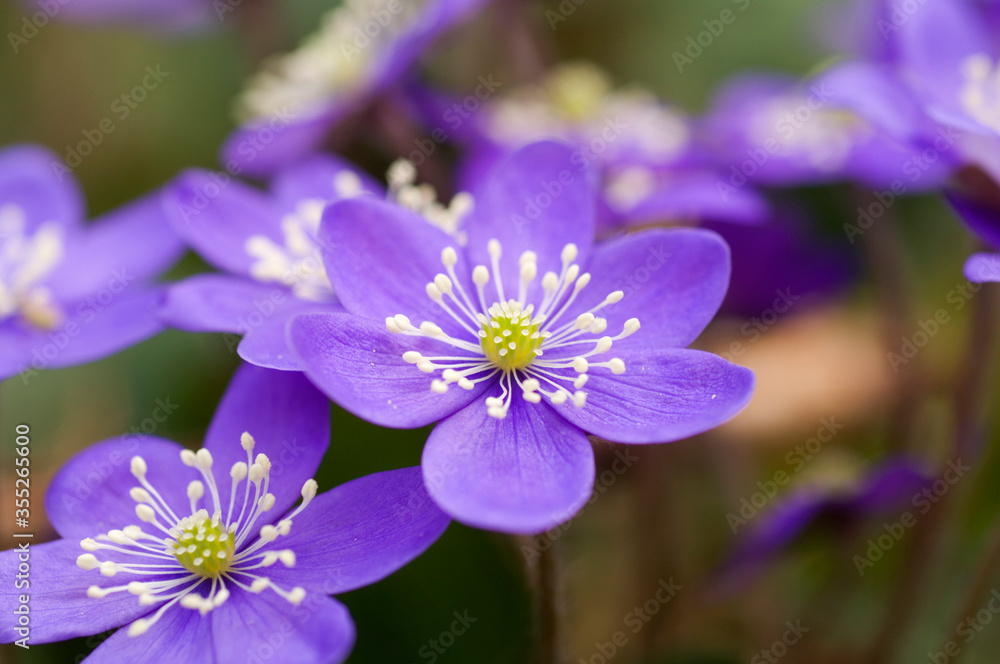 Flowering Liverwort, Hepatica nobilis in an spring forest, Sweden Flowering Liverwort, Hepatica nobilis in an spring forest, Sweden