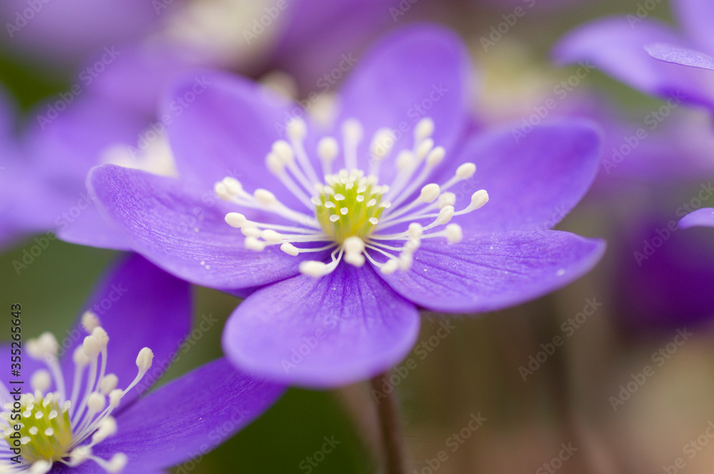 Flowering Liverwort, Hepatica Nobilis in an spring forest in Sweden Flowering Liverwort, Hepatica Nobilis in an spring forest in Sweden