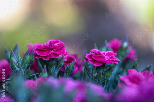 pink flowers in the garden