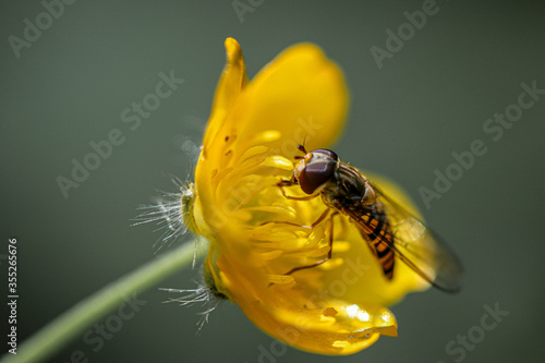 bee on yellow flower