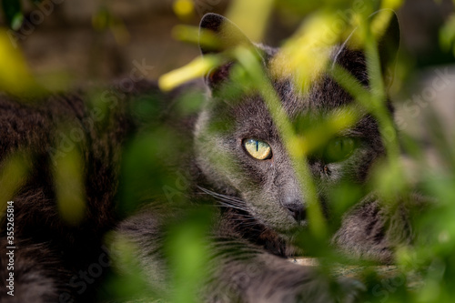 Eye framed in leaves of a black cat. Nature domestic pet in the garden. Portrait of animal