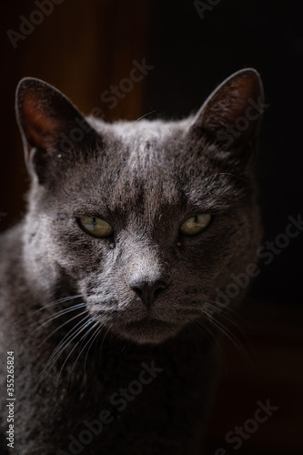 Portrait of a black cat. Close up of a pet. Domestic animal