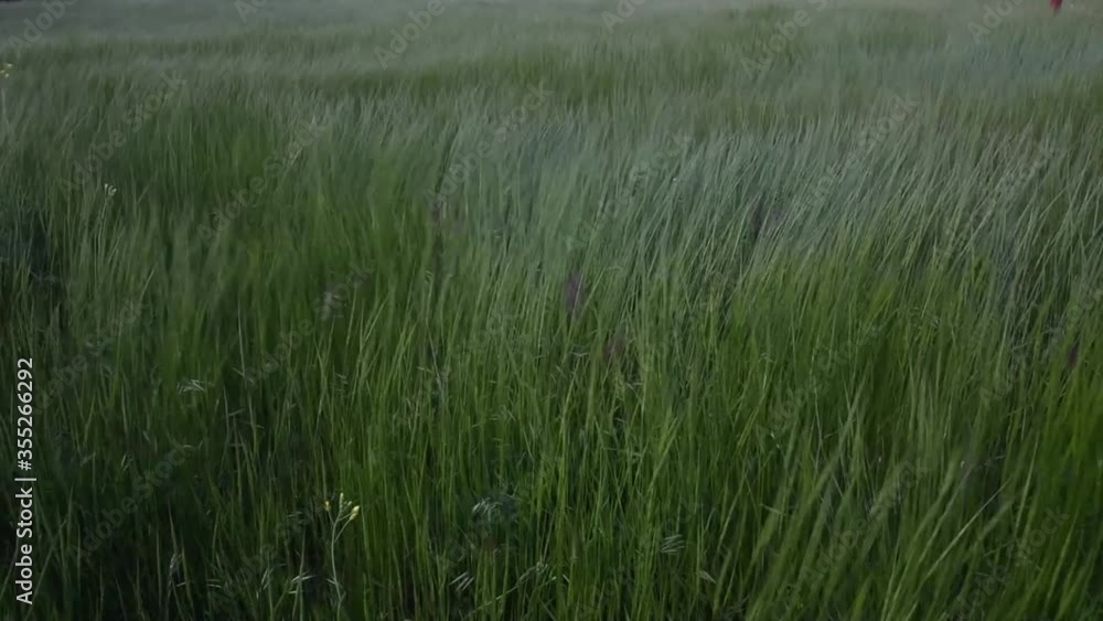 Grass sways from strong winds. Grass is like sea waves. Grass sways from strong winds. Grass is like sea waves.
