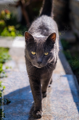 Portrait of a black cat. Close up of a pet. Domestic animal