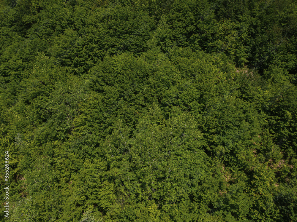 Aerial top view of forest from above, summer green trees in forest background, Caucasus, Russia. Coniferous and deciduous trees, forest road.