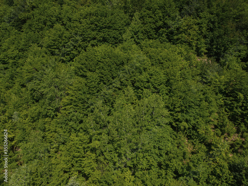 Aerial top view of forest from above, summer green trees in forest background, Caucasus, Russia. Coniferous and deciduous trees, forest road.