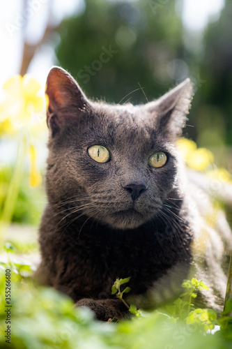 Portrait of a black cat. Close up of a pet. Domestic animal