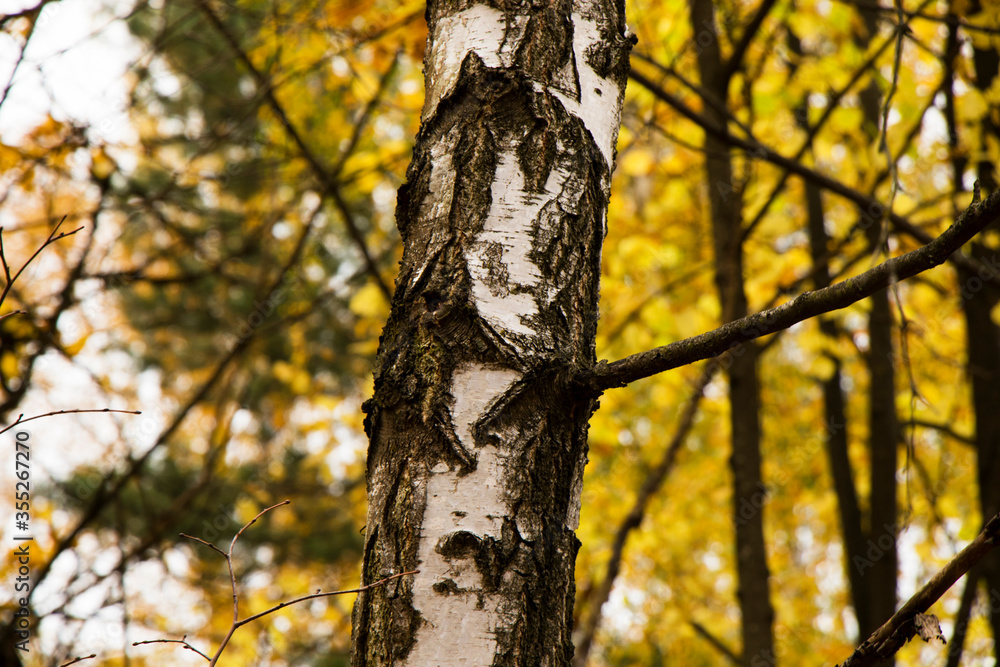 Obraz premium Autumn and fall park and forest trees leaves. Yellow and orange colors in nature.