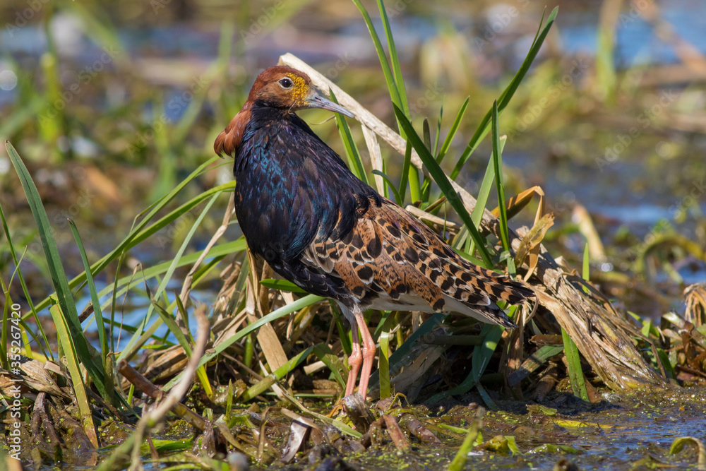 Obraz premium Sandpiper walks through shallow spring swamp