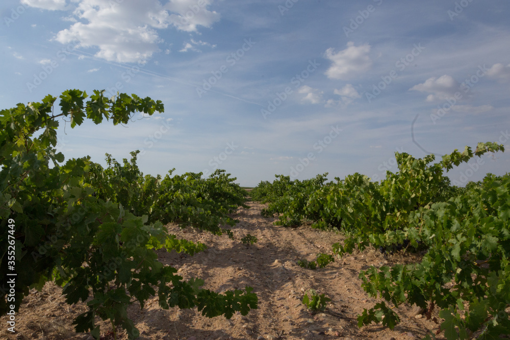 Photography of a Spanish vineyard in summer