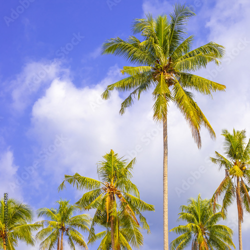coconut palms on a background of blue sky, tropical jungle on a sunny day, travel and tourism in Asia
