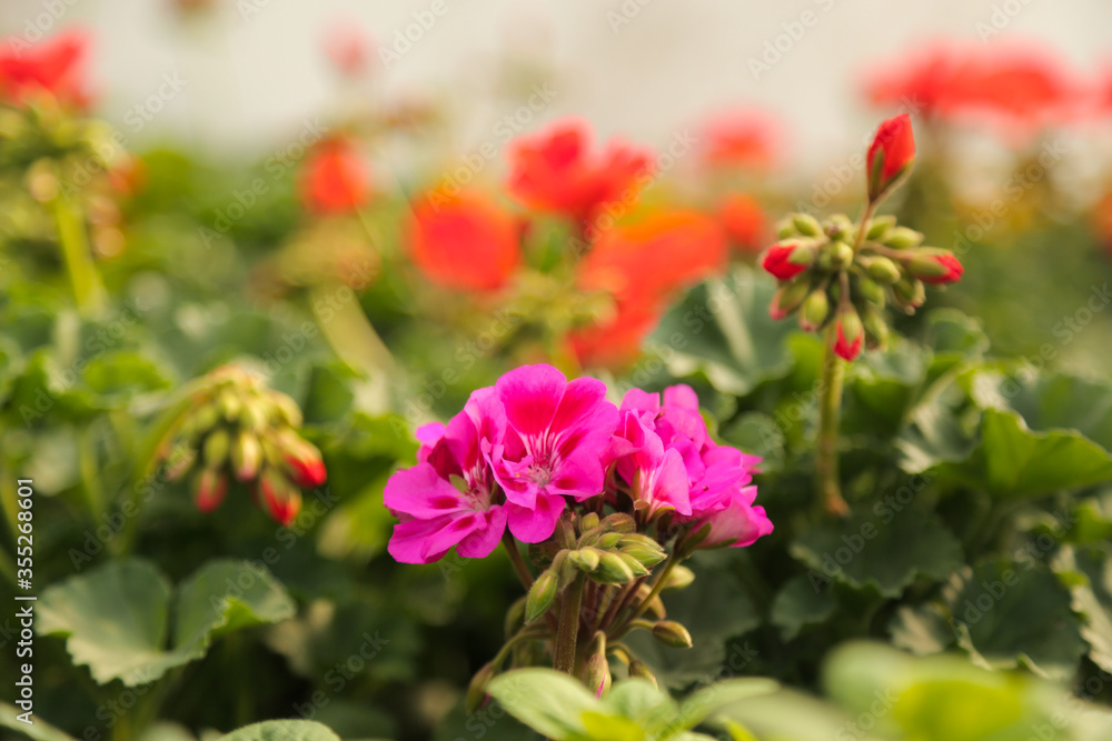 Gardening, flower nursery, shop, greenhouse geranium Pelargonium sp. Gardening, flower nursery, shop, greenhouse geranium Pelargonium sp.