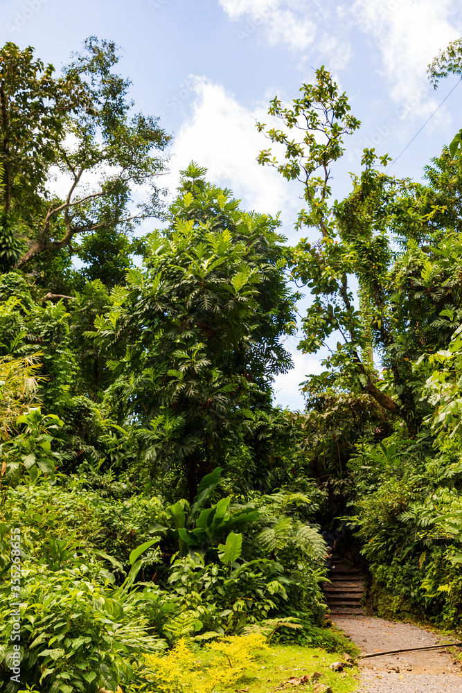Fototapeta premium Nationalpark Guadeloupe