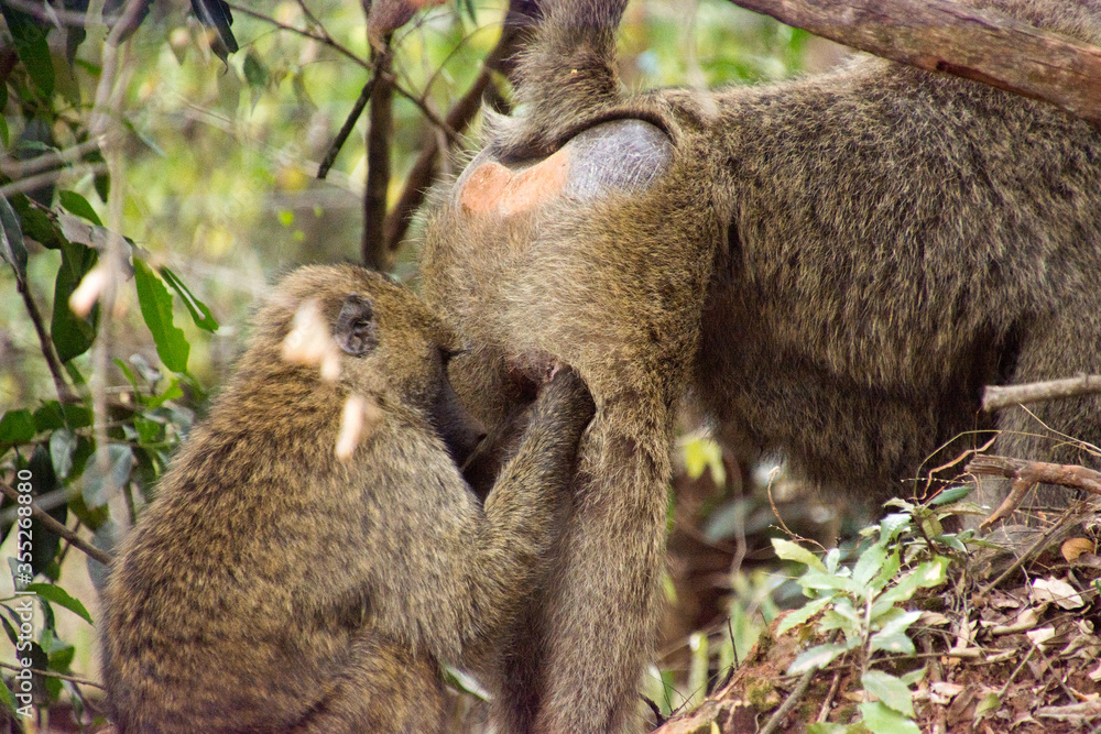 Obraz premium Monkeys looking for tick