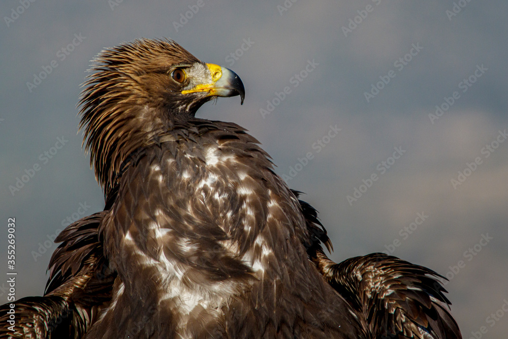 Golden Eagle (Aquila chrysaetos) portrait, Castile and Leon, Spain. Golden Eagle (Aquila chrysaetos) portrait, Castile and Leon, Spain.